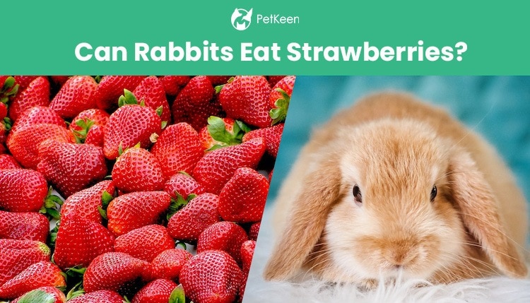 兔子可以吃草莓吗？