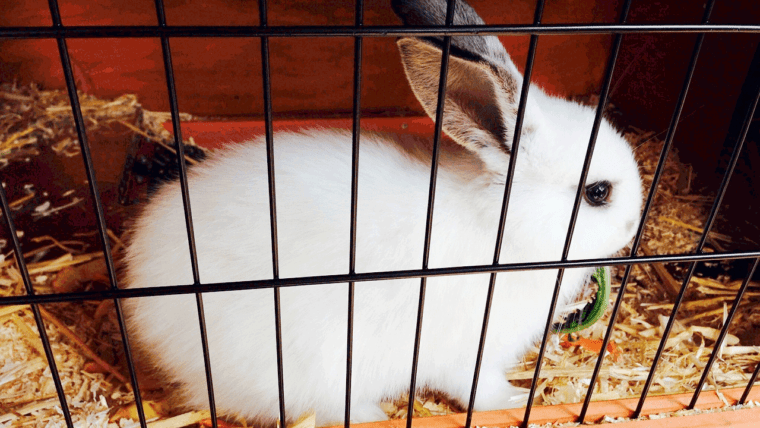 户内帖子最好的兔子笼子的特色图片。