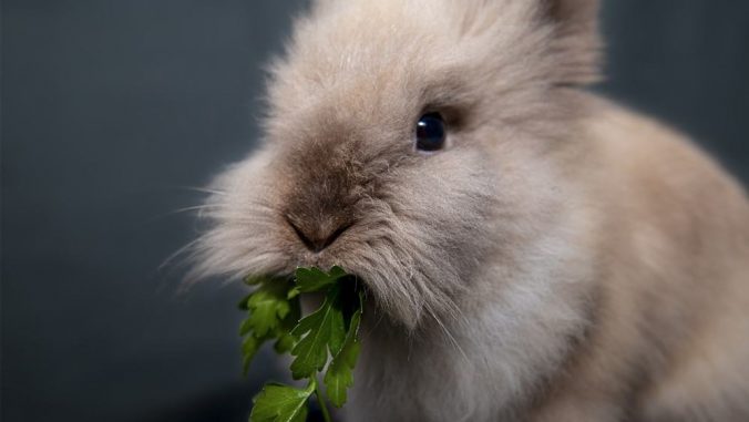 兔子咀嚼的图片。