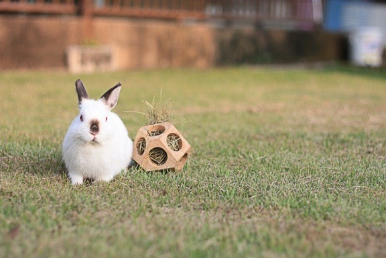 小矮人兔子在地上玩耍