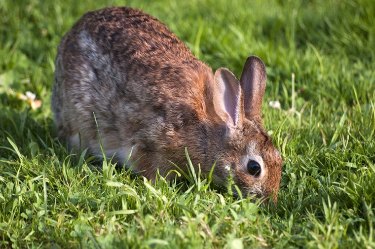 兔子吃大便