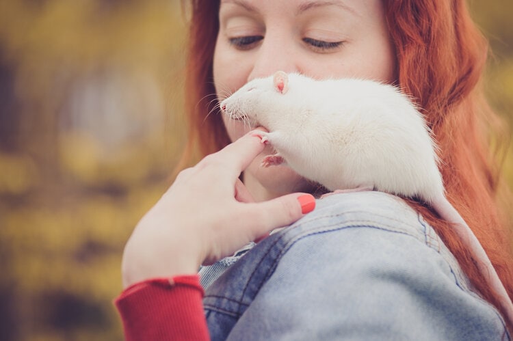 肩膀上快乐的白老鼠