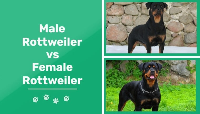 雄性和雌性罗威纳犬-特征