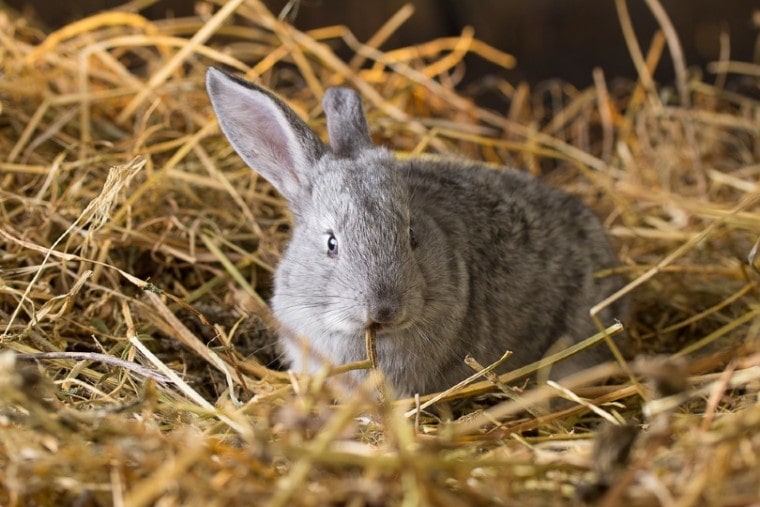 兔子吃干草