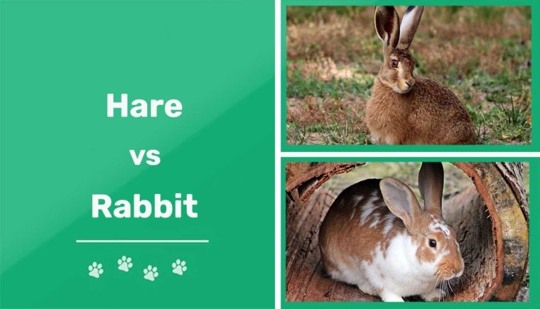 野兔vs兔子特色图像