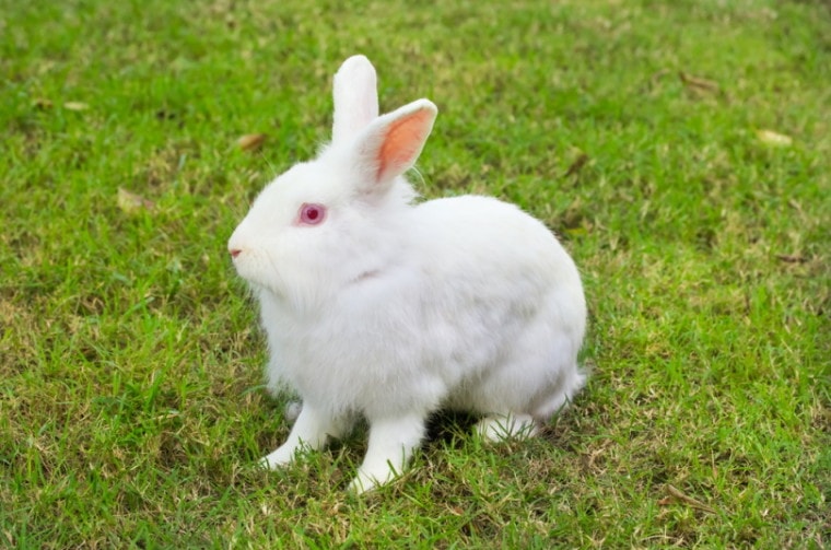 一只新西兰兔子坐在草地上