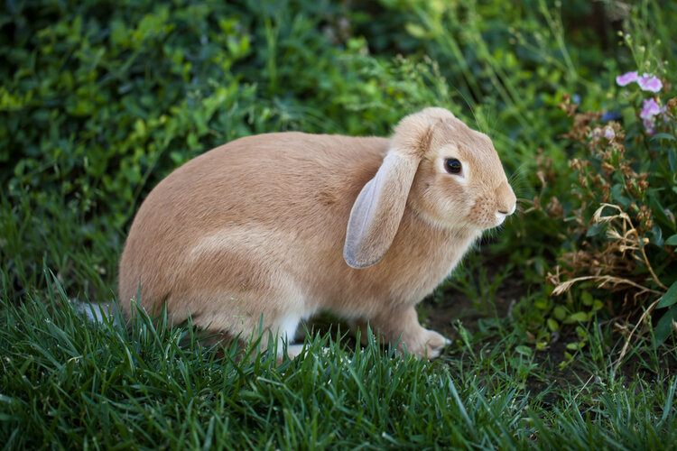 肉桂兔品种