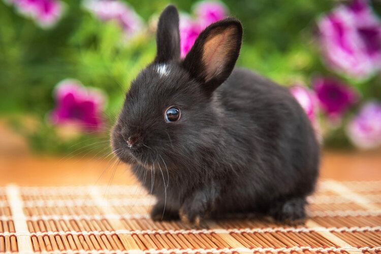 可爱美丽的黑兔子