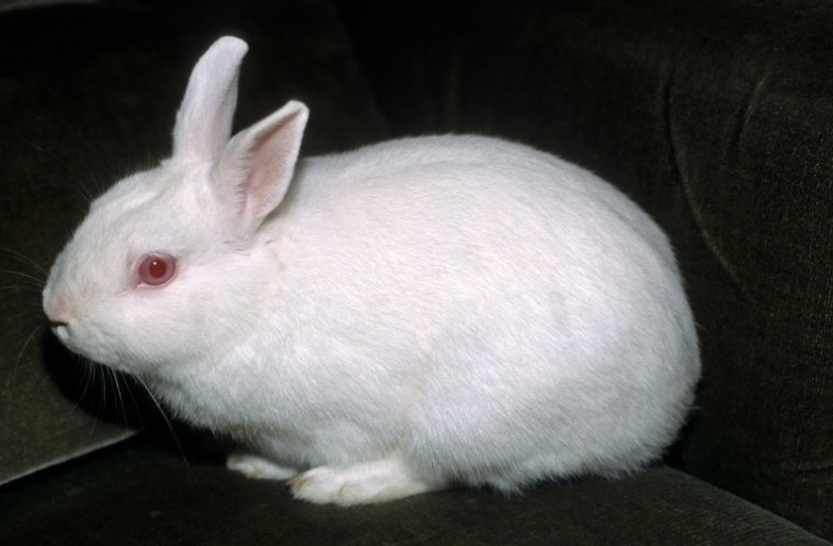 矮小的波兰兔子