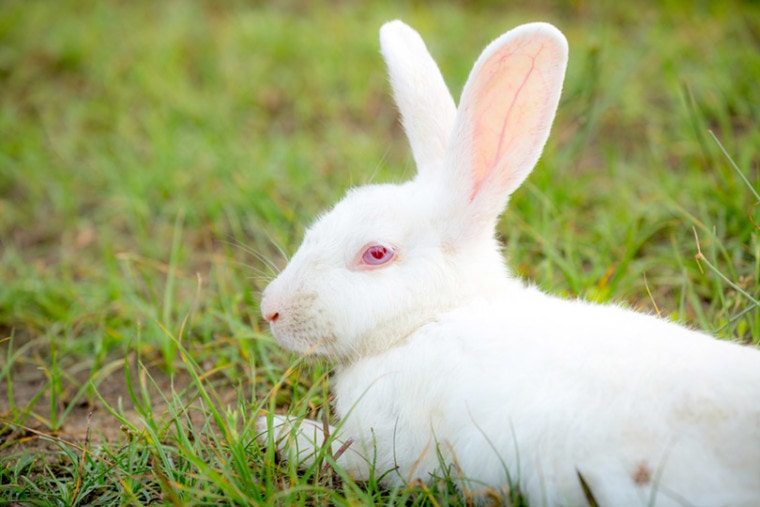 白缎子兔子躺在绿草地上