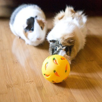 Wheeky对待球玩具豚鼠，兔子，刺猬和其他小宠物
