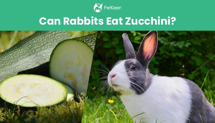 兔子能吃祖奇尼吗?