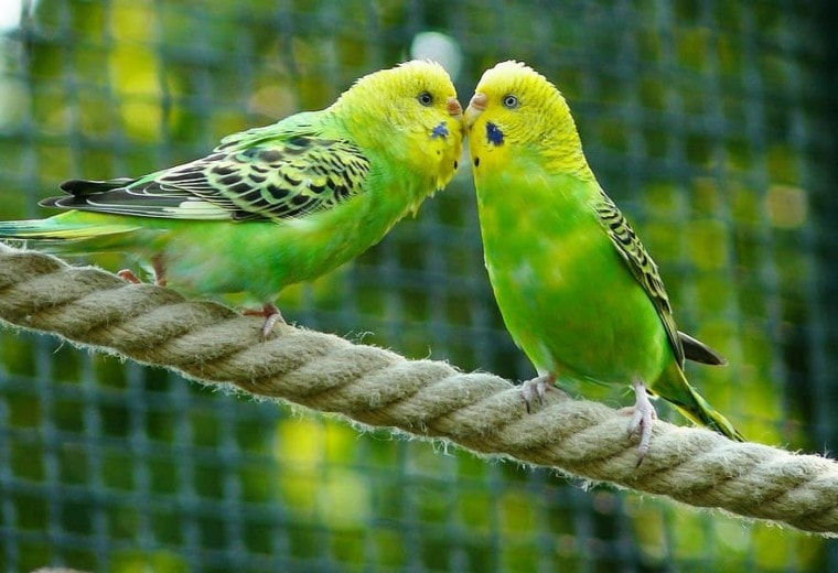 绳子上的两个绿色budgerigars