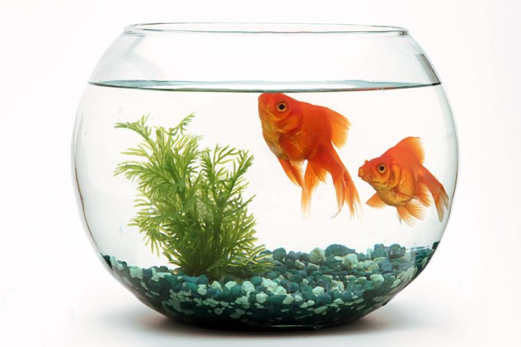goldfish-fishbowl_LUIS-PADILLA-Fotografia-scaled,伤风
