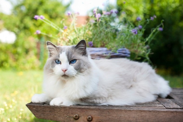 ragdoll猫说谎在庭院里放松在夏天