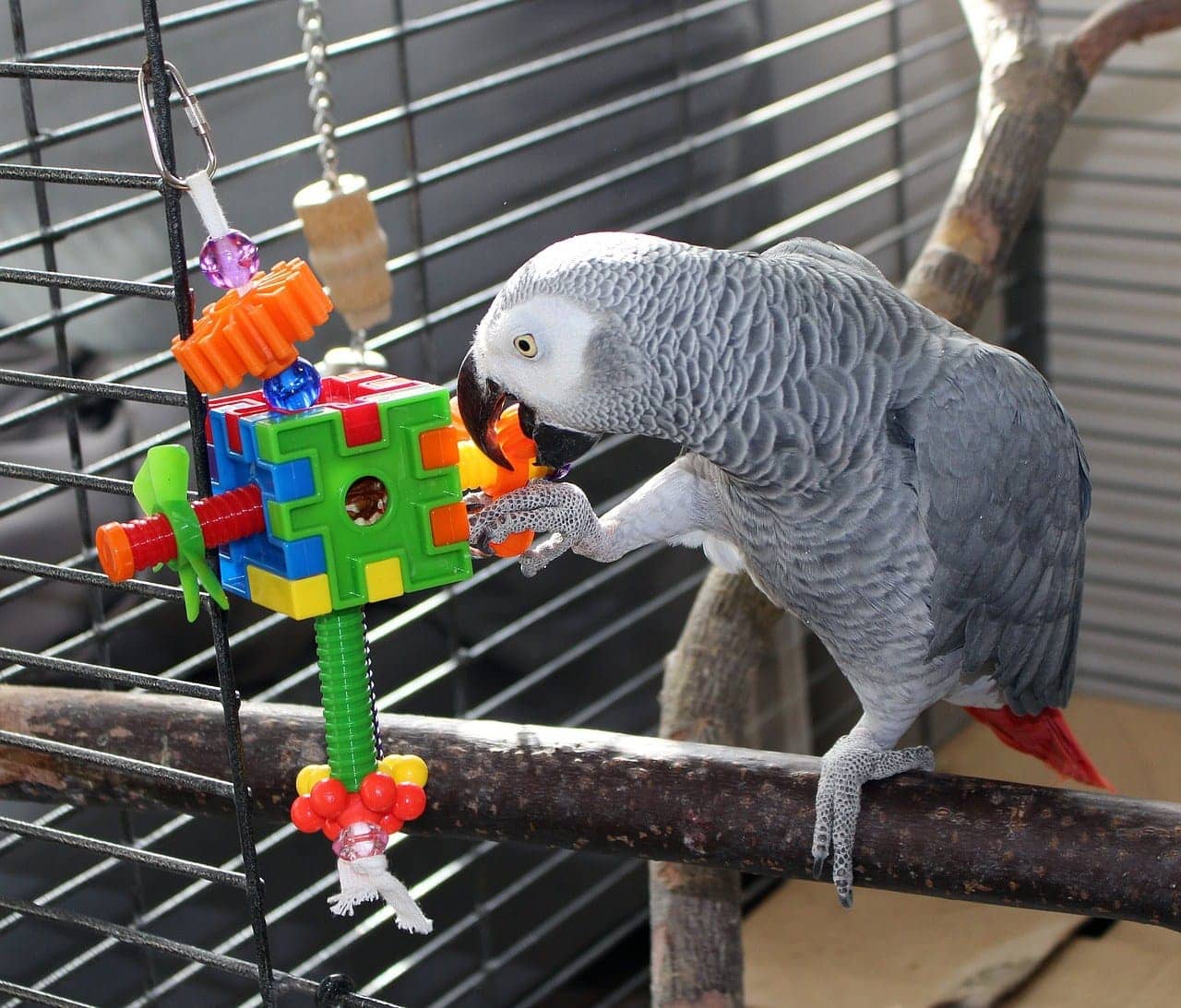 鹦鹉玩玩具