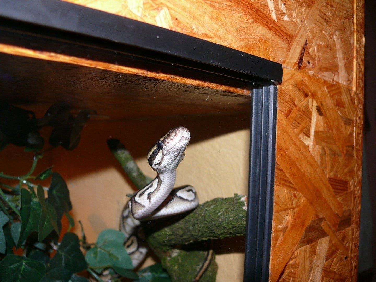蛇在玻璃容器