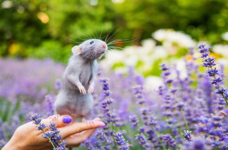 蓝鼠嗅到花