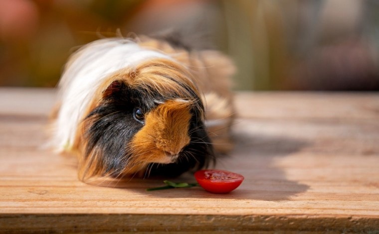 豚鼠吃番茄