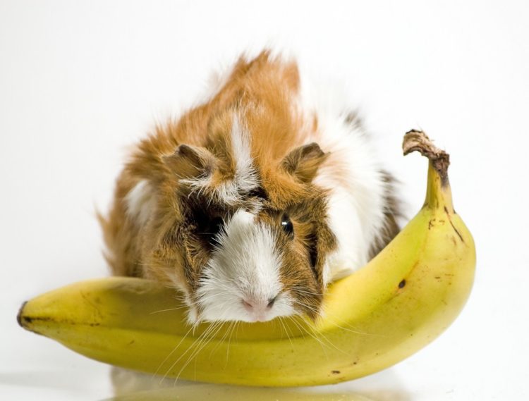豚鼠可以吃香蕉吗？