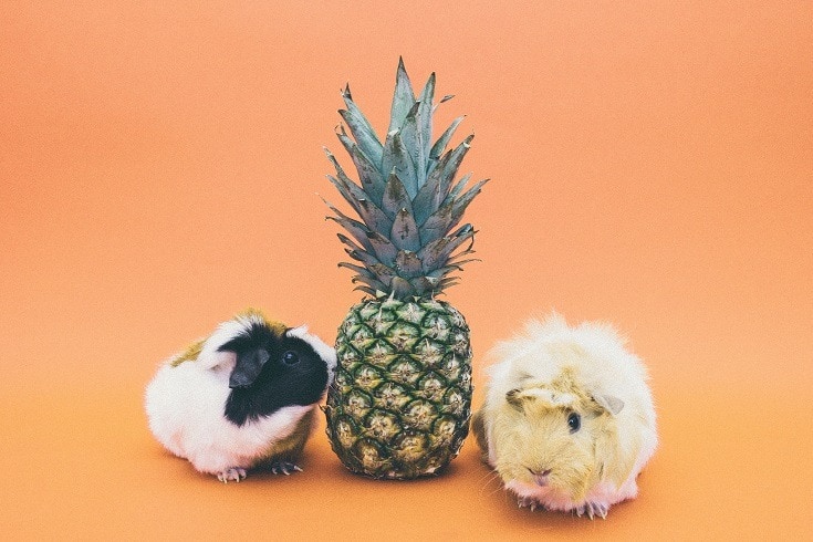 菠萝和豚鼠