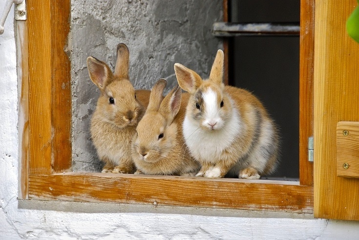 兔子在窗口
