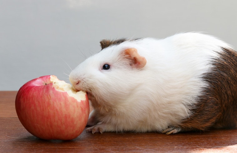 豚鼠吃苹果