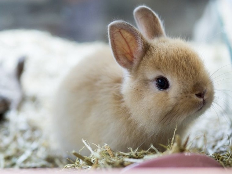 棕色荷兰矮人兔子