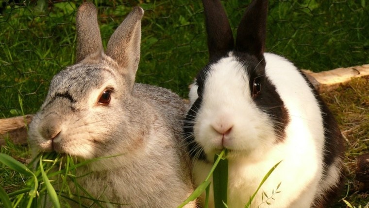 为什么兔子是好宠物特色的图像。