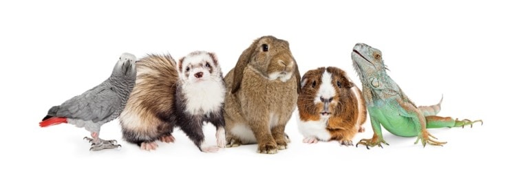 常见的小型家养动物，鸟，雪貂，兔子，豚鼠，蜥蜴