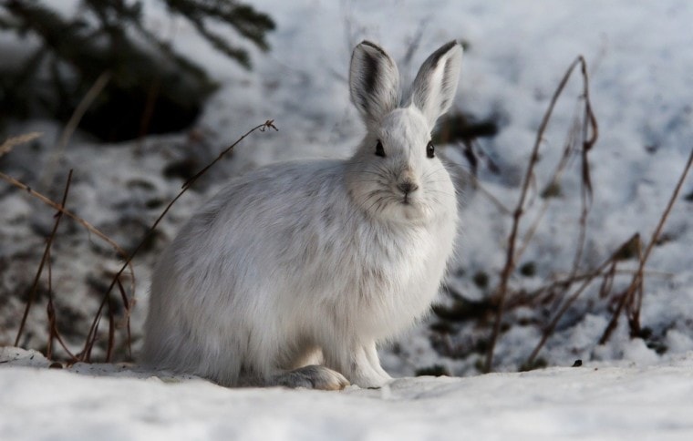 白野兔在雪中
