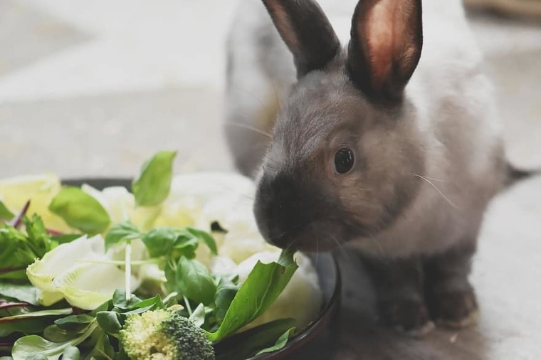 兔子吃西兰花