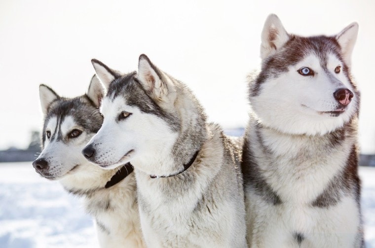 三个西伯利亚雪橇犬的狗万博matext手机官网