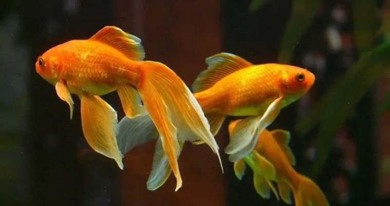 类型的金鱼