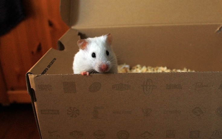 盒子里的仓鼠
