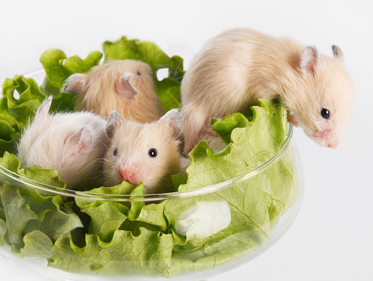 仓鼠在玻璃碗吃生菜