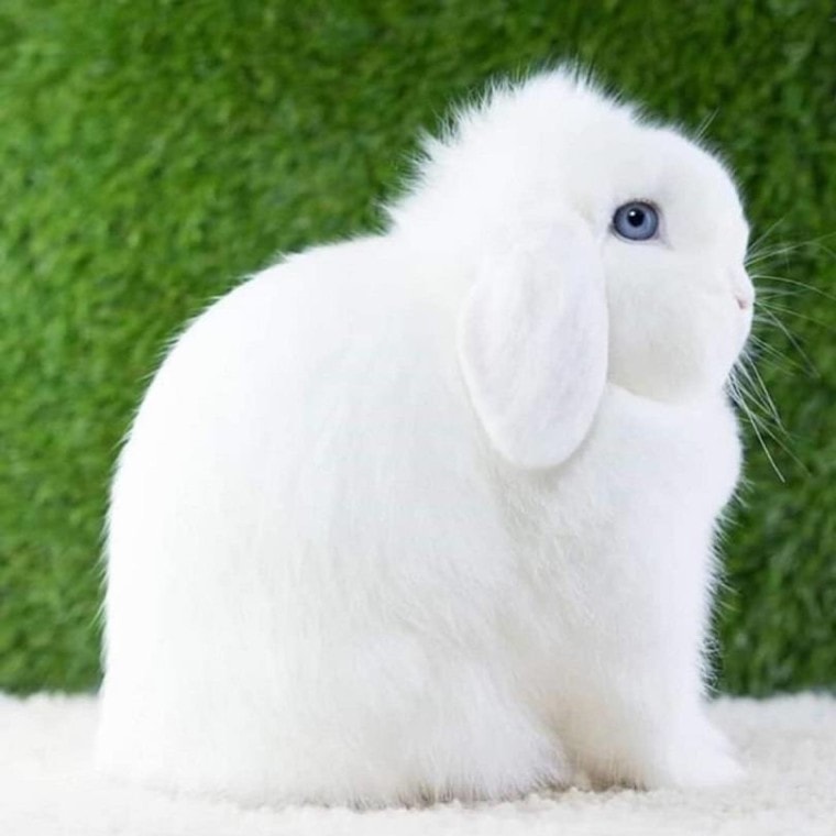 蓝眼睛 - 荷兰-lop-white-rabbit_adeel-latif_shutterstock
