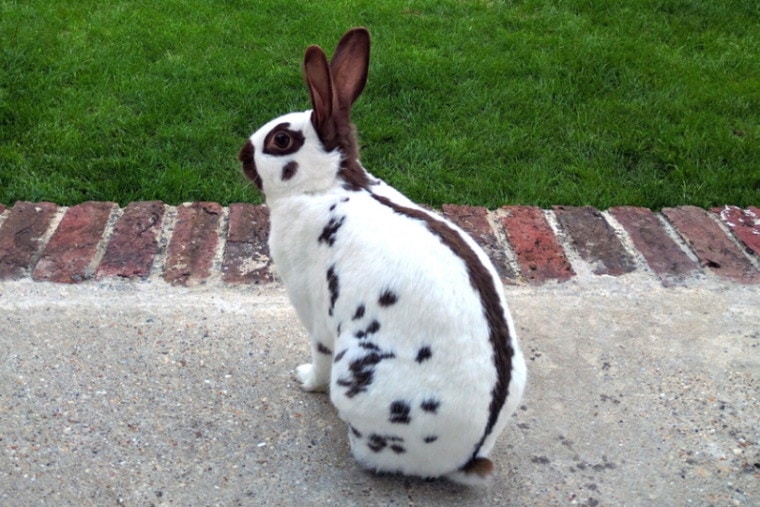 英国人在花园里发现了一只兔子