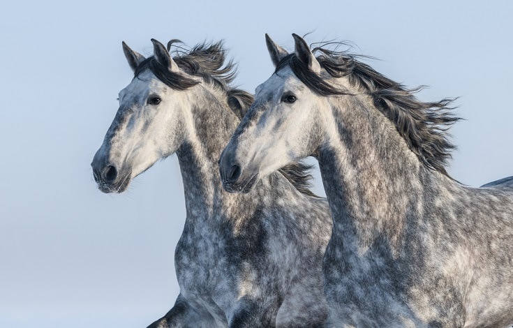 两头灰色的安达卢西亚种马