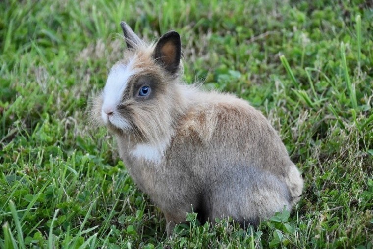 一只兔子蓝眼睛_ jackielou dl，Pixabay