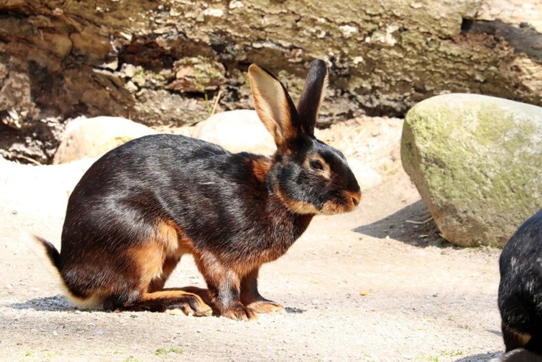 黑棕色比利时野兔