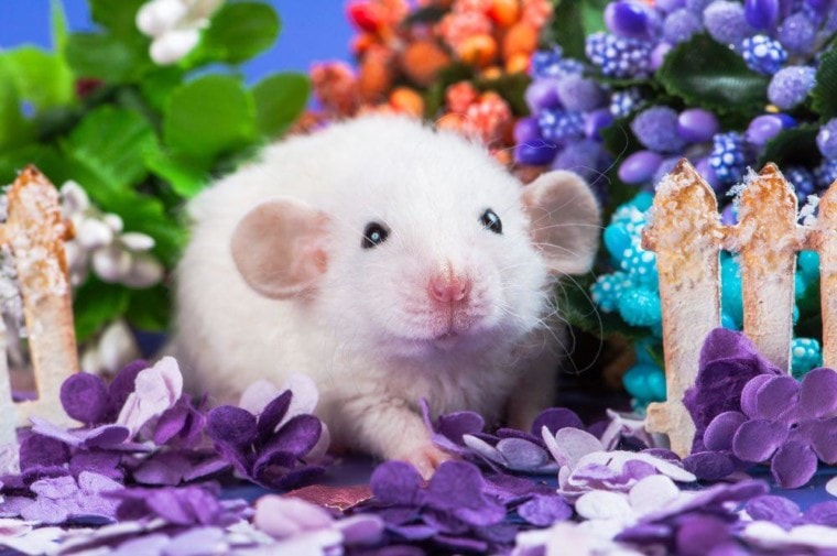 婴儿dumbo老鼠在鲜花
