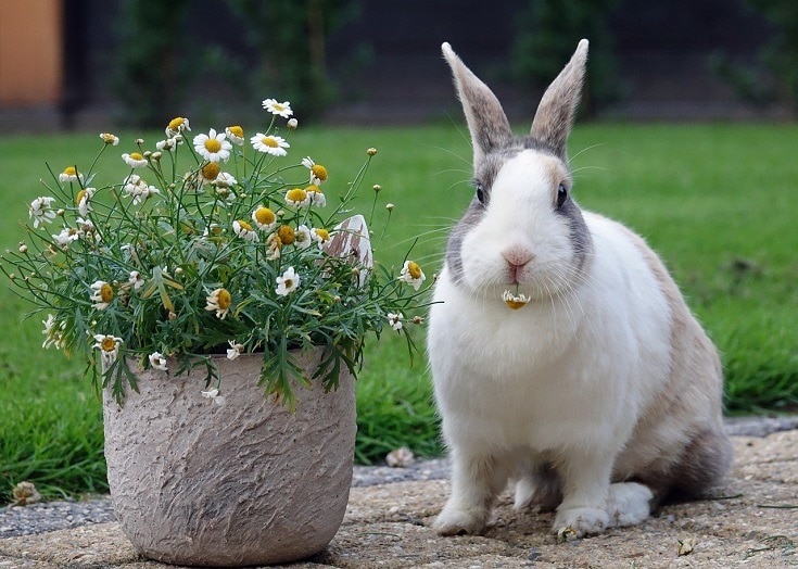 在花瓶旁边的荷兰兔子