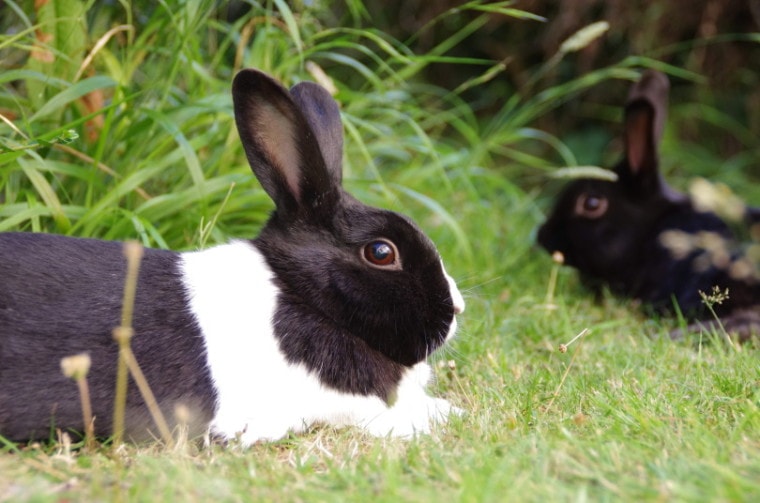 荷兰兔子在草地上