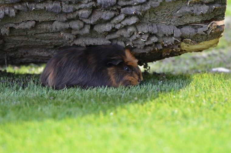豚鼠在草丛中