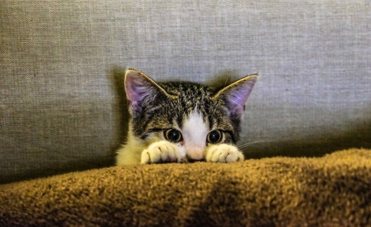 小猫在couch-pixabay