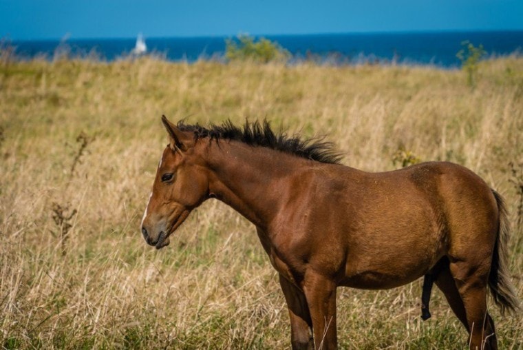 年轻horse_Stephane Debove_Shutterstock