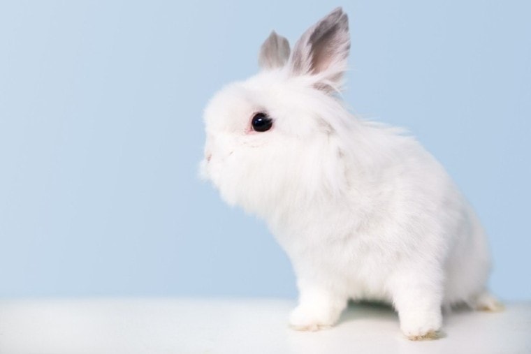 一只毛茸茸的白色泽西毛兔
