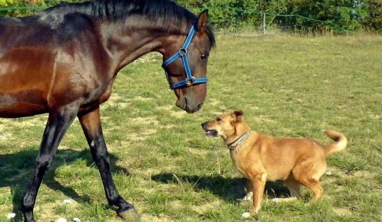 智能狗和智能马