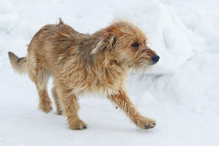 雪地上的波斯尼亚粗毛猎犬